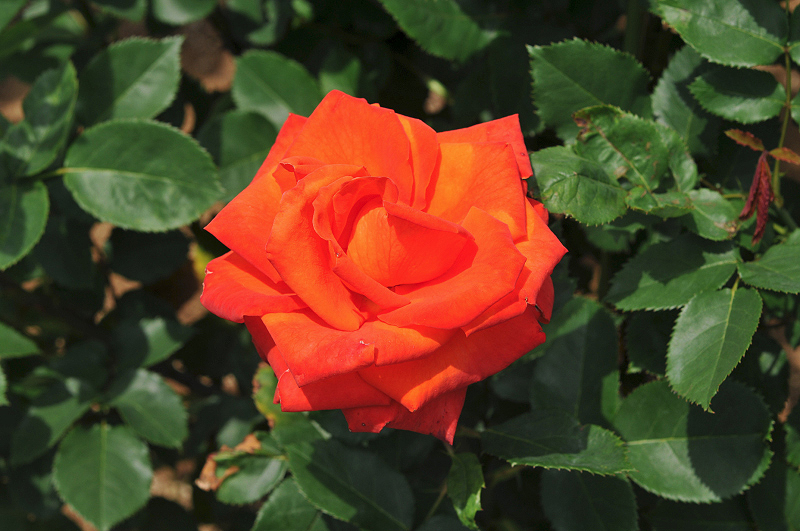 image0121