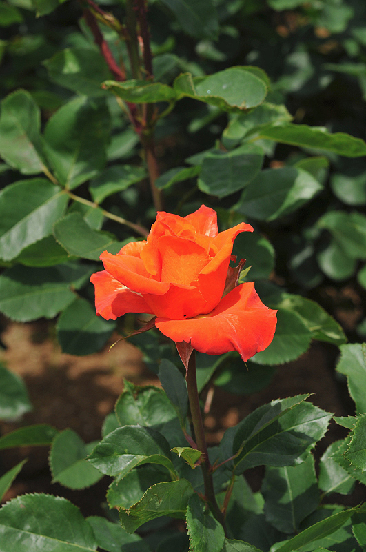 image0122