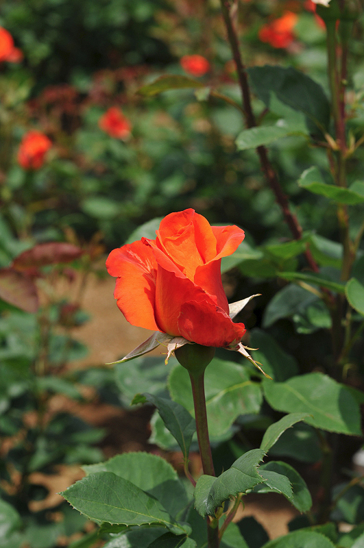 image0123