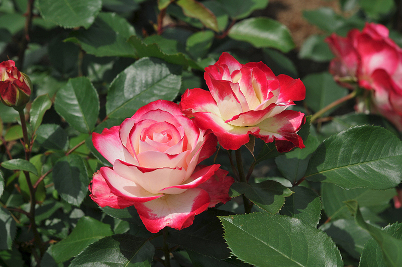 image0130