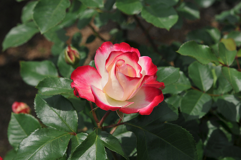 image0131