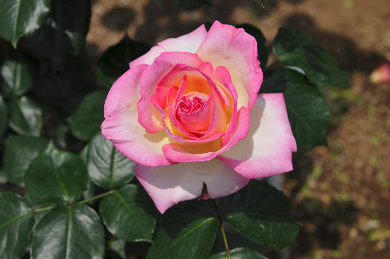 image0133