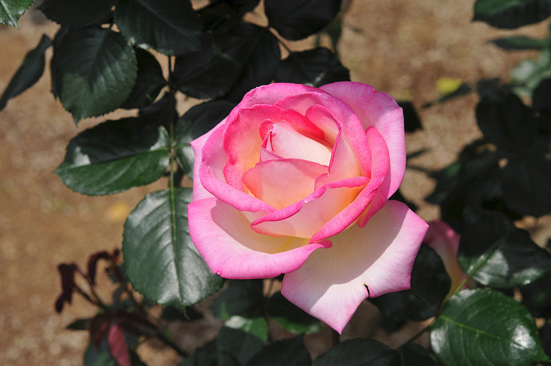 image0134