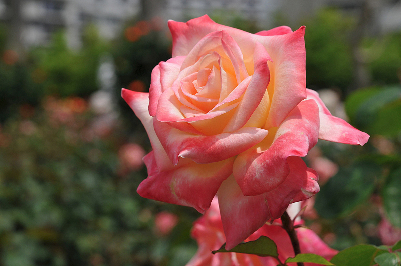 image0138