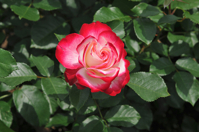 image0141