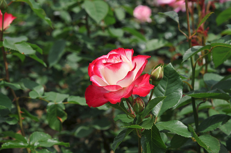 image0144