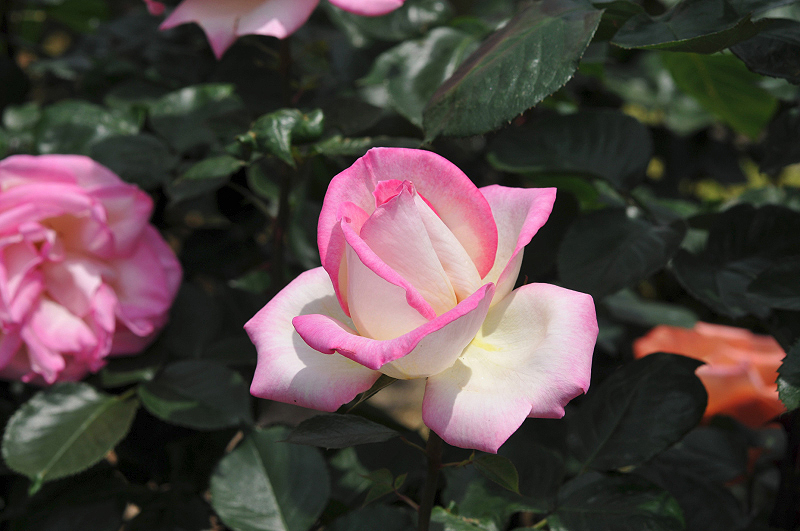 image0145