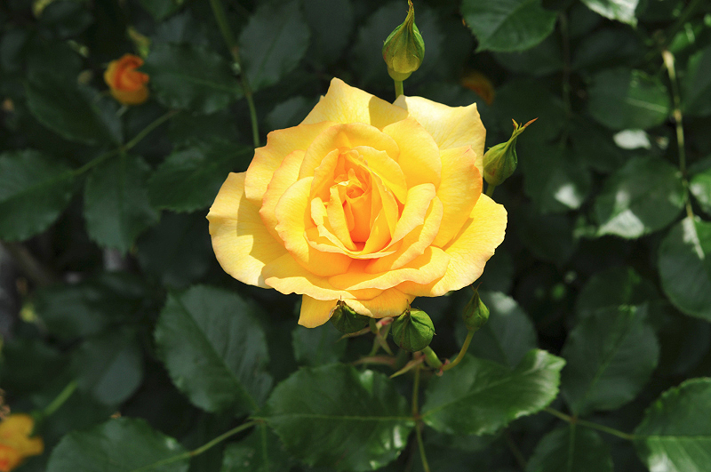 image0146