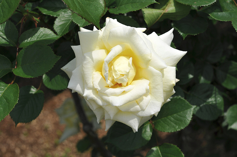 image0147