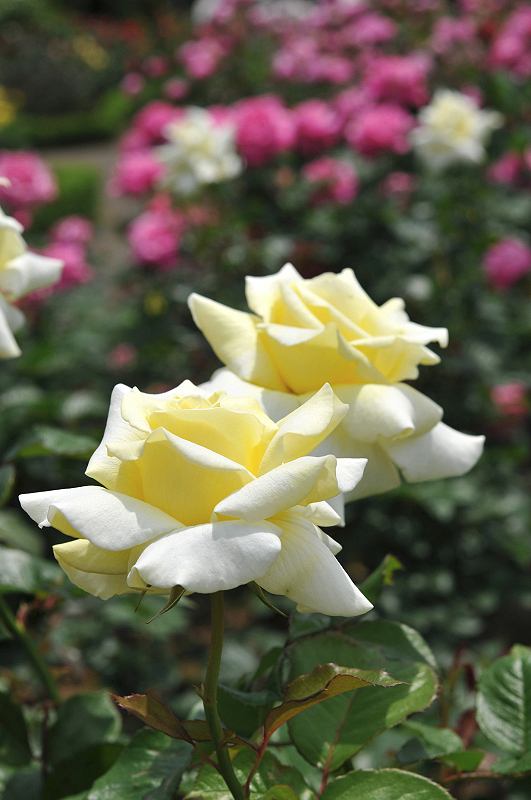 image0150