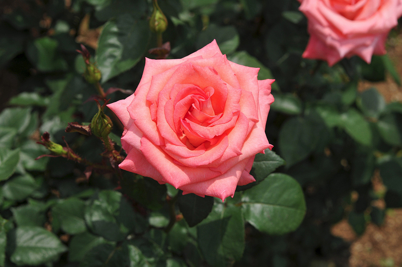 image0151