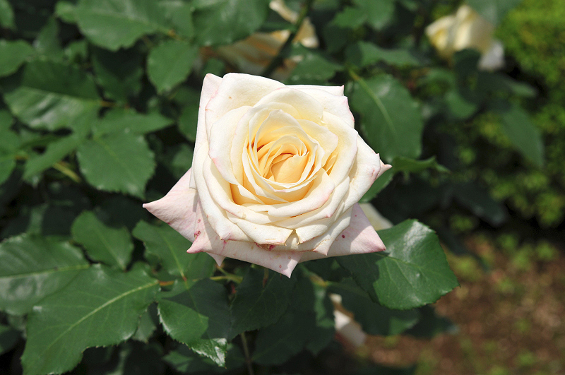 image0154