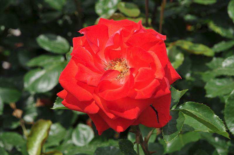 image0155