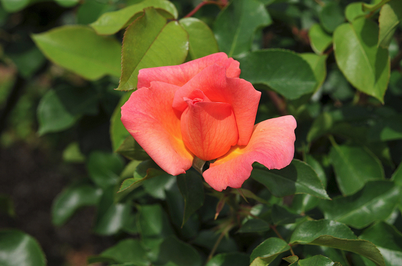 image0160