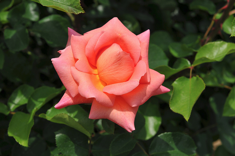 image0161