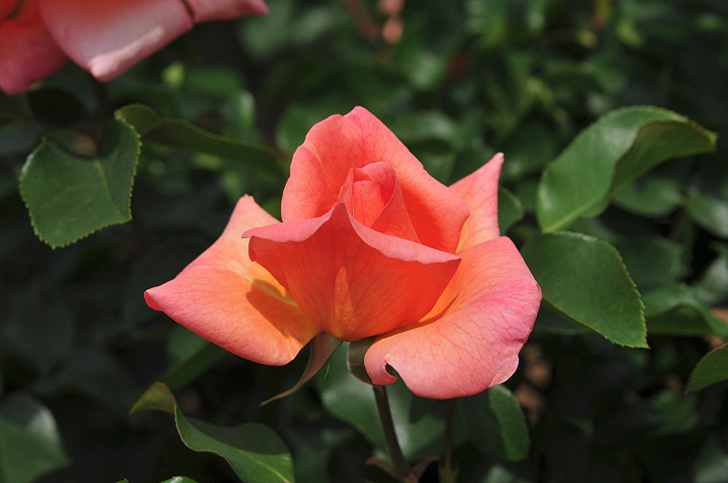 image0162