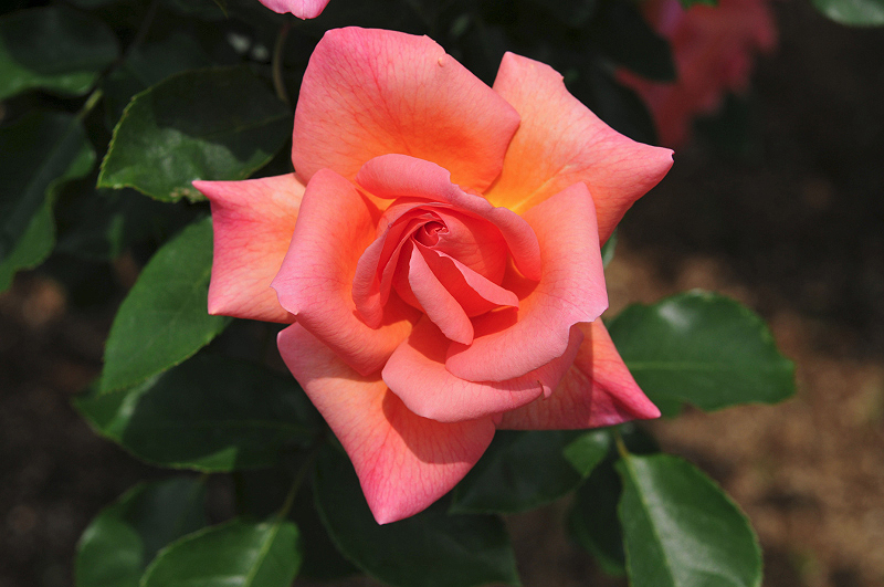 image0165