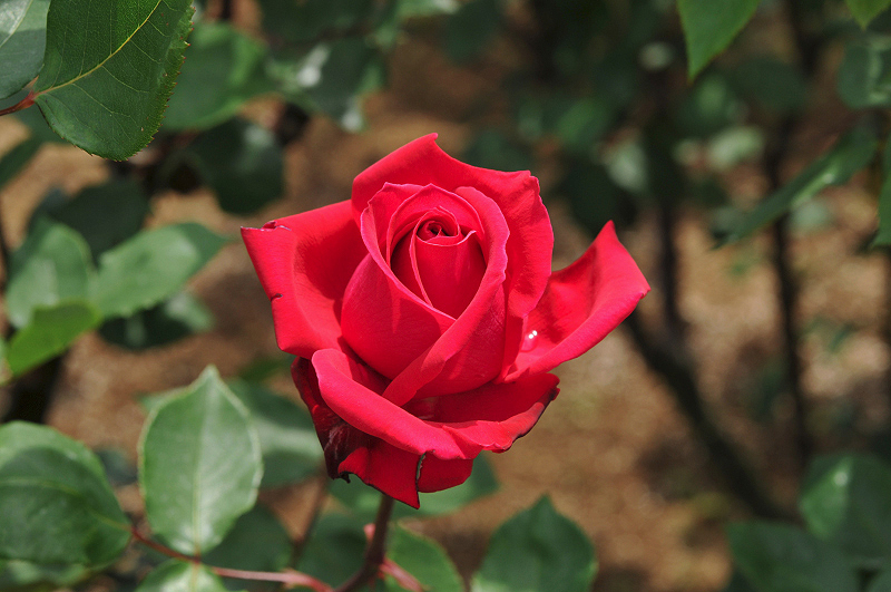 image0166