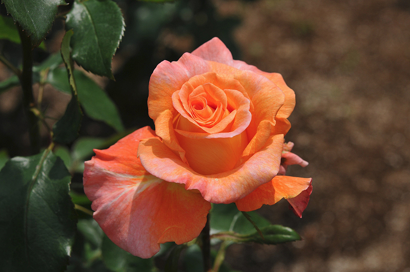 image0168