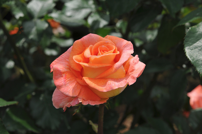 image0169