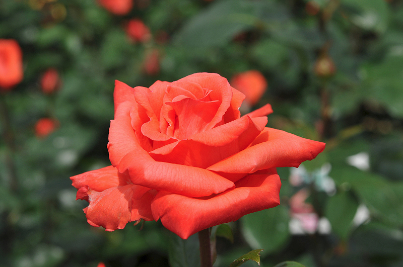 image0176