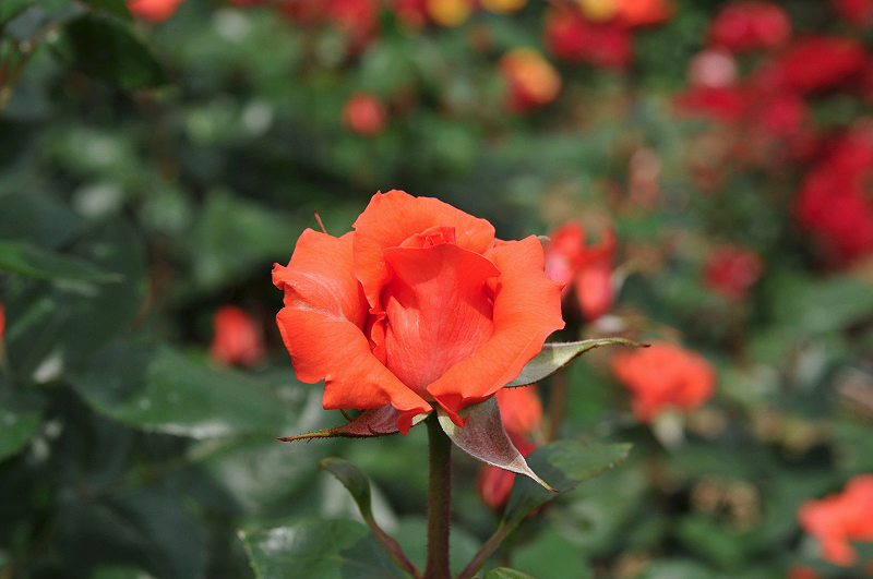 image0179