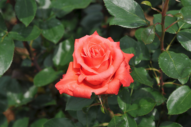 image0181