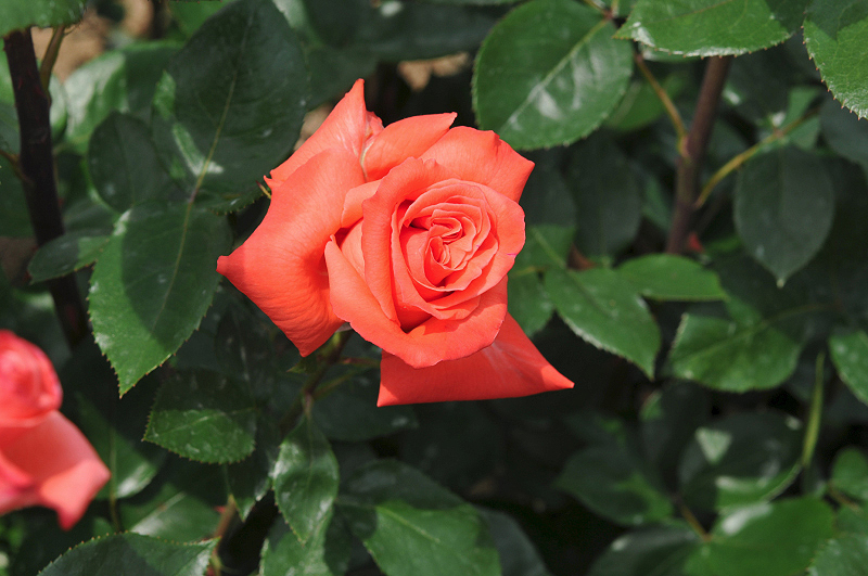image0183