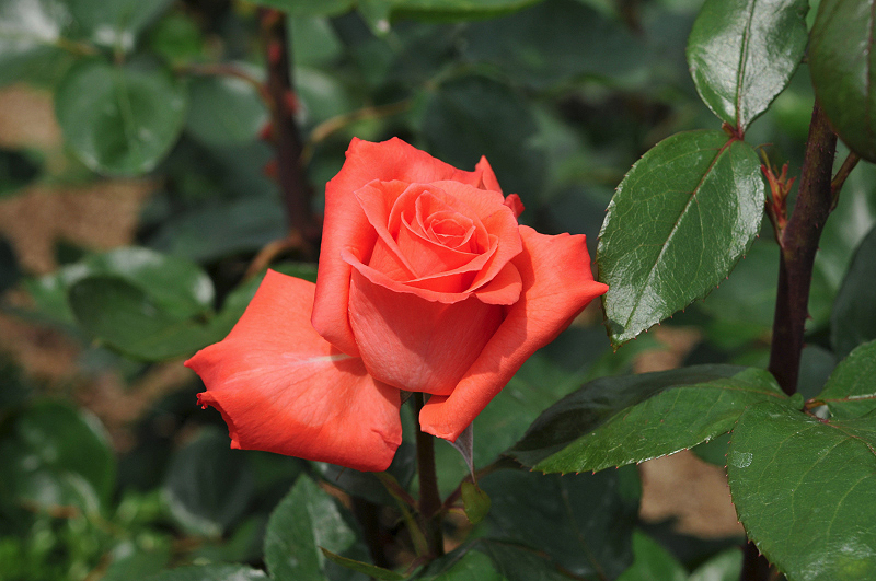 image0184