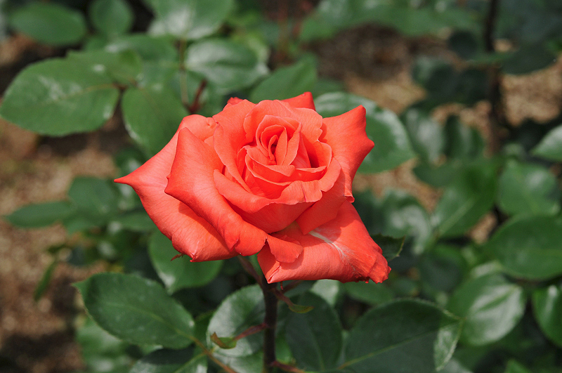 image0185