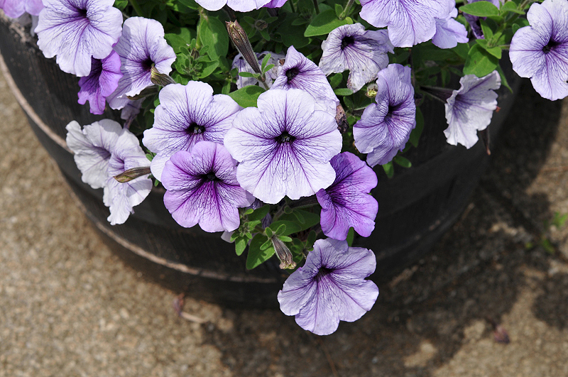 image0186