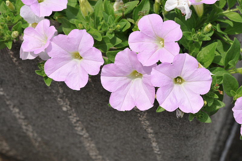 image0188