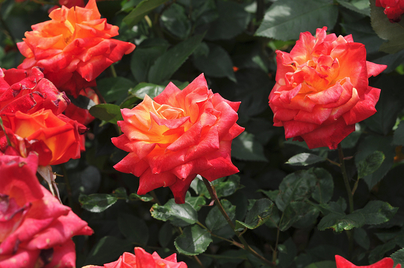 image0189
