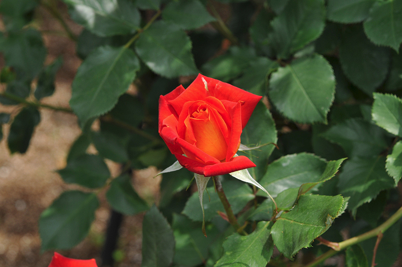 image0190