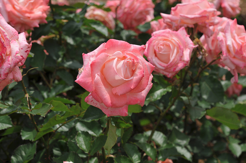 image0192