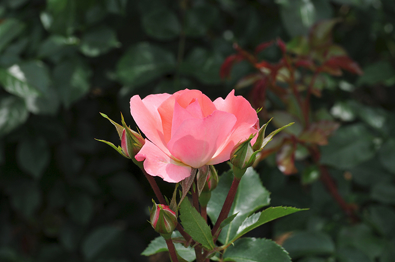 image0193
