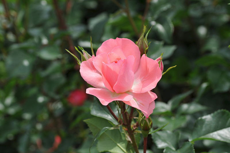 image0194