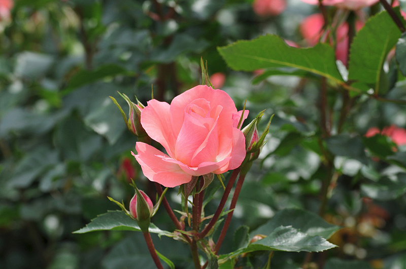image0195