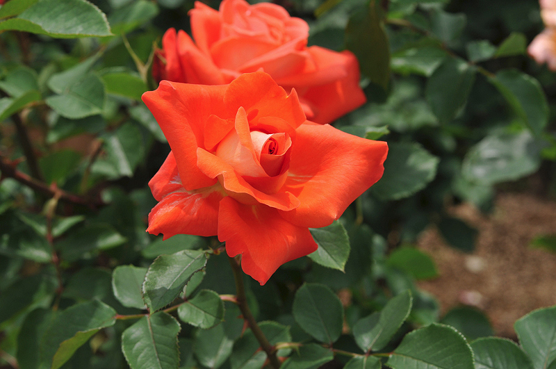 image0204