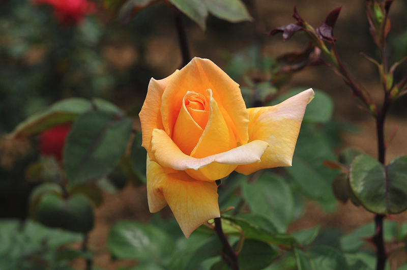 image0205