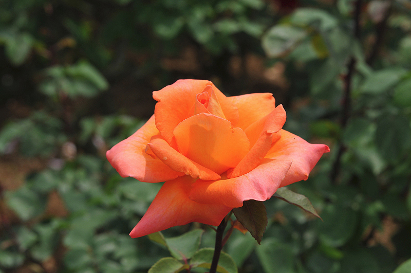 image0206