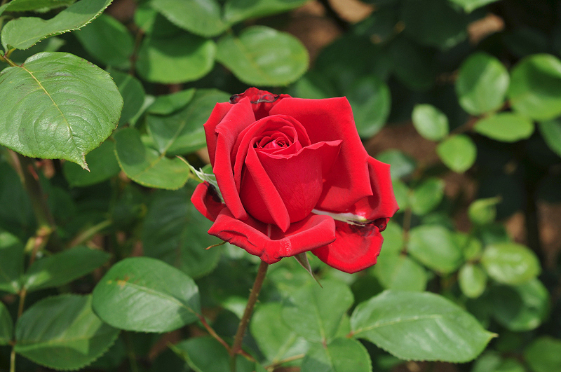 image0207