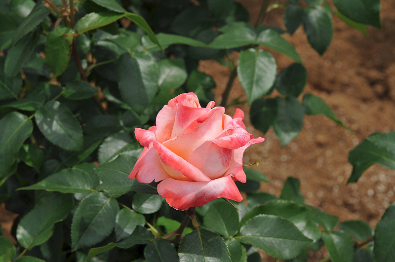 image0208