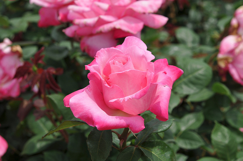 image0209