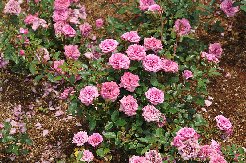 image0213