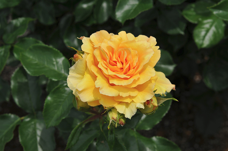 image0214