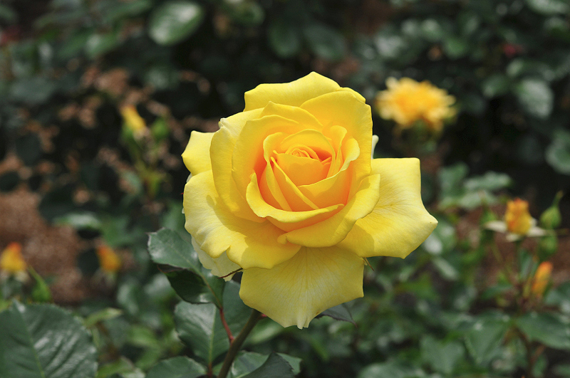 image0215