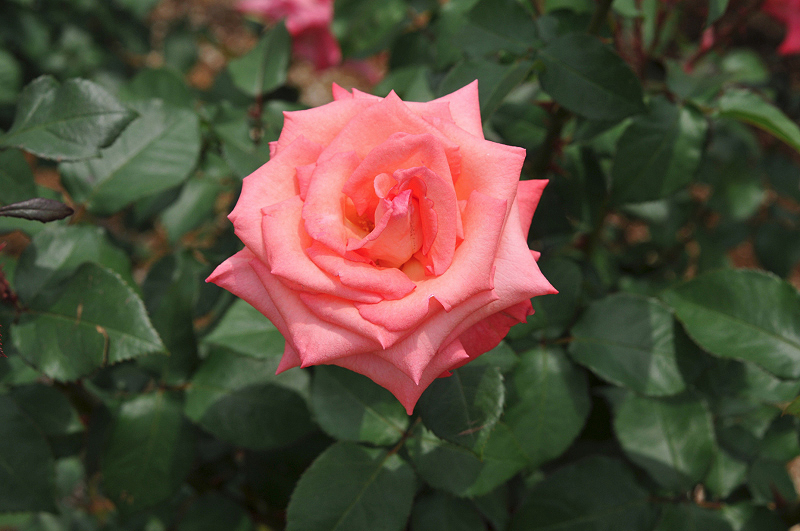 image0219