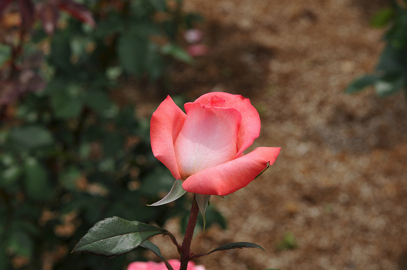 image0220