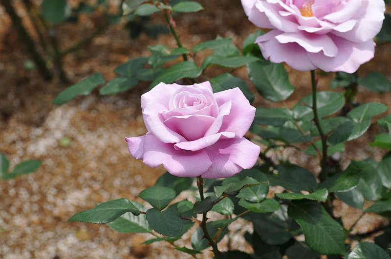 image0222